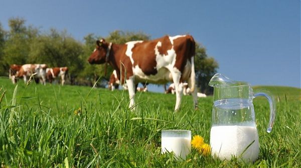 Кто и как производит молоко в Германии